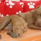 tao y linda. 
tao es el grande y linda la pequeña